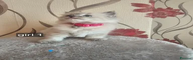 Ragdoll Kitten 4