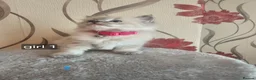 Ragdoll cats for sale: 5 beautiful ragdoll kittens 😸 ♥️  - Advert 5