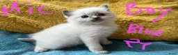 Ragdoll cats for sale: Pure ragdoll GCCF mom’s kittens for sale - Advert 11