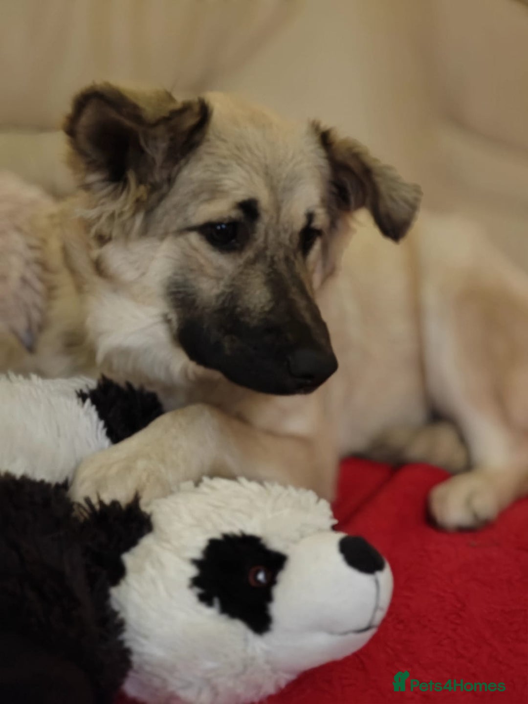 Mixed Breed dogs for adoption: ❤️🐶 Nusha – 7(8) month-old lower-medium girl❤️🐶 - Advert 4