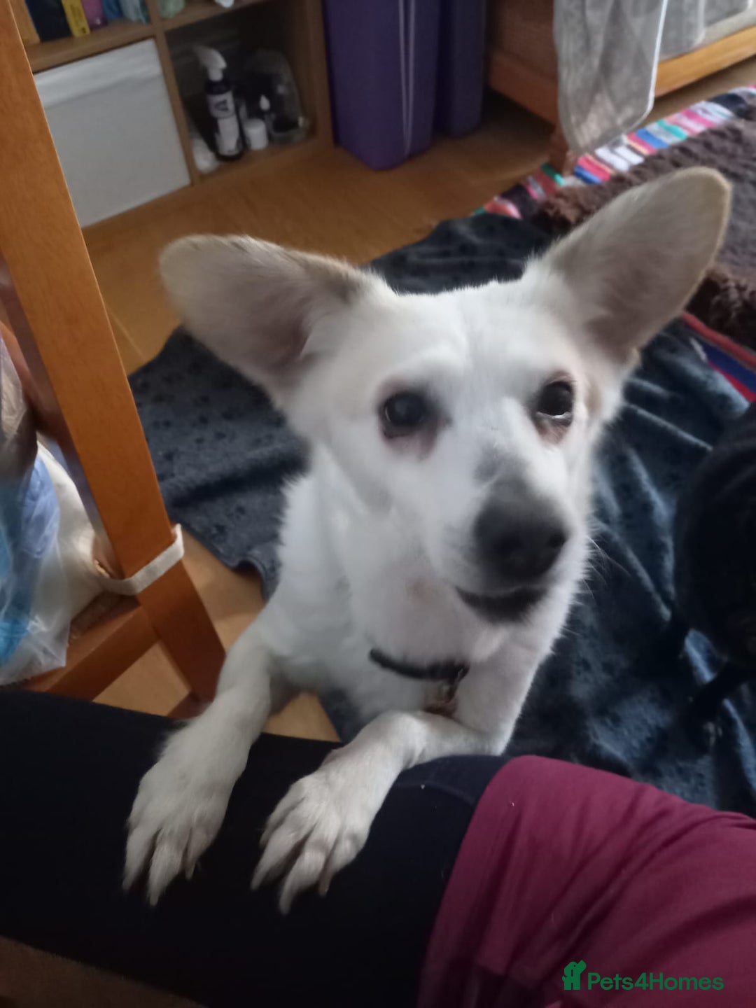 Mixed Breed dogs for adoption: Petite girl Allie - Advert 2