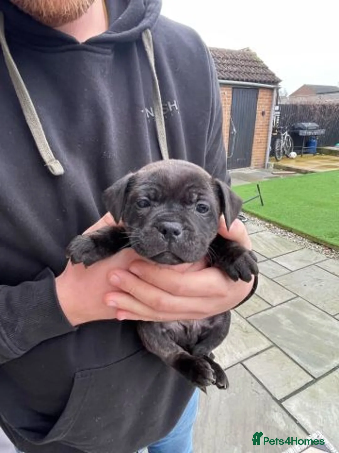 Staffordshire Bull Terrier dogs for sale: Stunning 100% Outstanding Staffy Puppies  - Advert 21