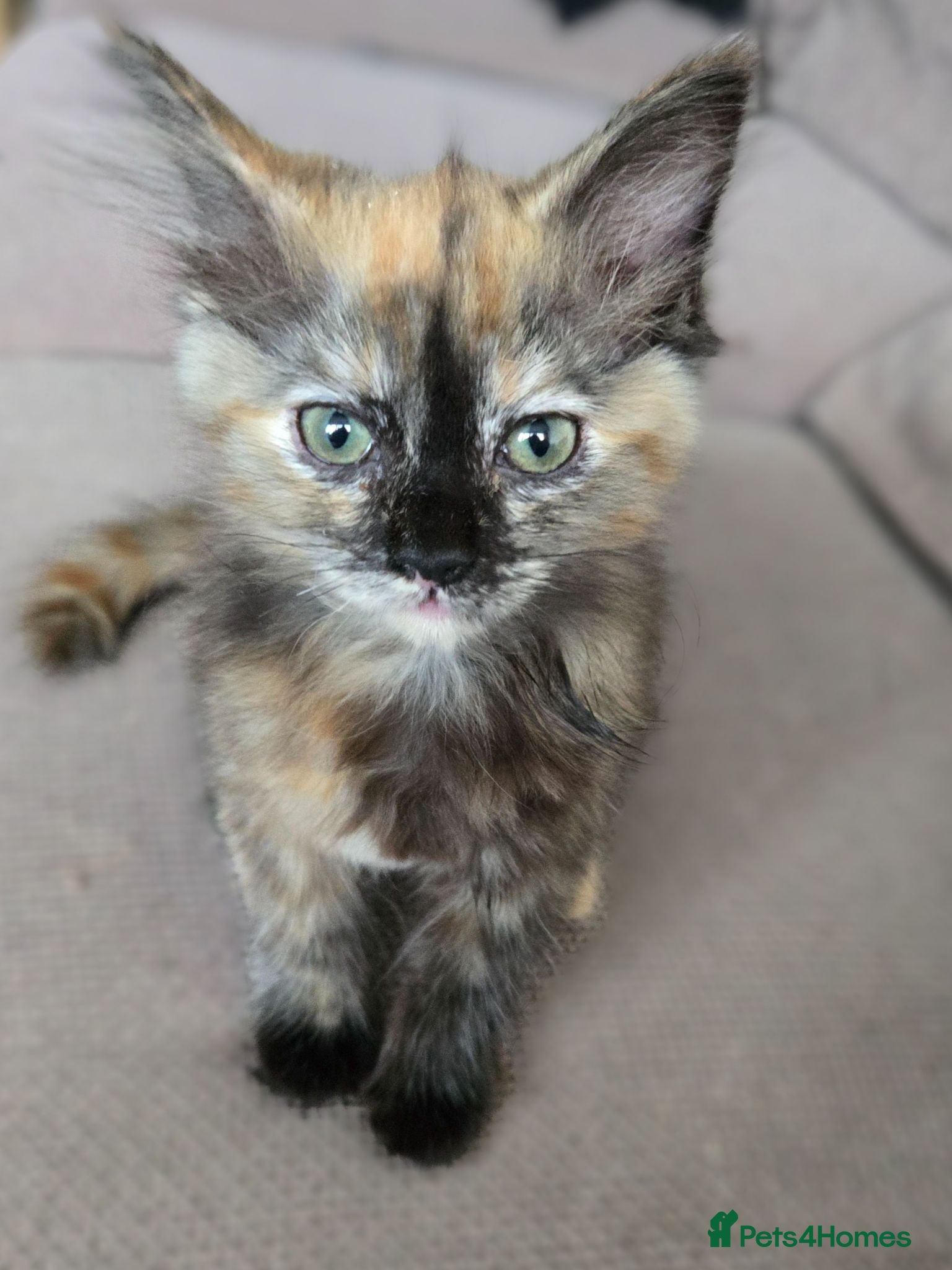 Mixed Breed cats Stunning tortie girls - Advert 1
