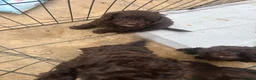 Cavapoo dogs for sale: Rare FB1 Chocolate brown Cavapoos - Advert 4