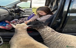Sheep livestock for sale: 2 girl pet sheep  - Image 1