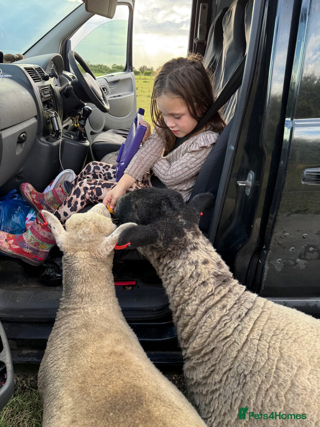Sheep livestock for sale: 2 girl pet sheep  - Image 1