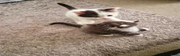 Mixed Breed cats for sale: 2 siamese mix males looking for new homes  - Advert 2