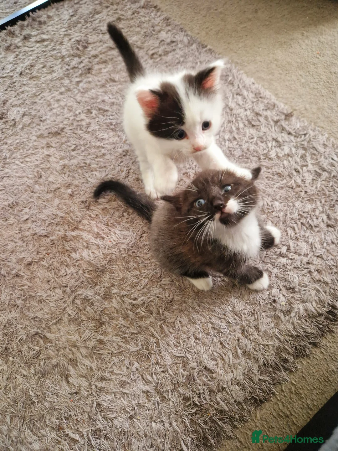 Mixed Breed cats for sale: 2 siamese mix males looking for new homes  - Advert 2