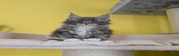 Maine Coon cats for sale: TICA Registered Maine Coon Kittens  - Advert 5