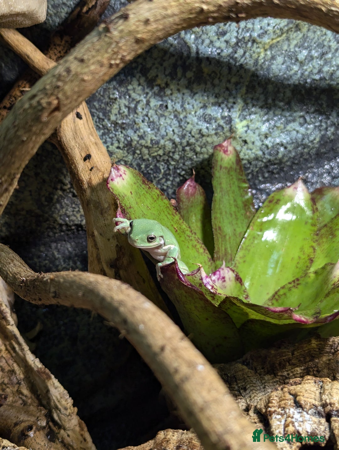 Frog reptiles for sale: Blue Eyed Honey + Snowflake White's Tree Frogs - Advert 1