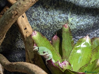 Frog reptiles Blue Eyed Honey + Snowflake White's Tree Frogs - Advert 1