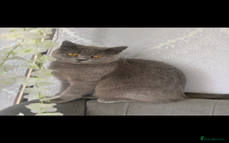 British Shorthair cats for sale: British shorthair  - Image 1