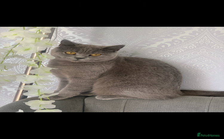 British Shorthair cats - Advert 4