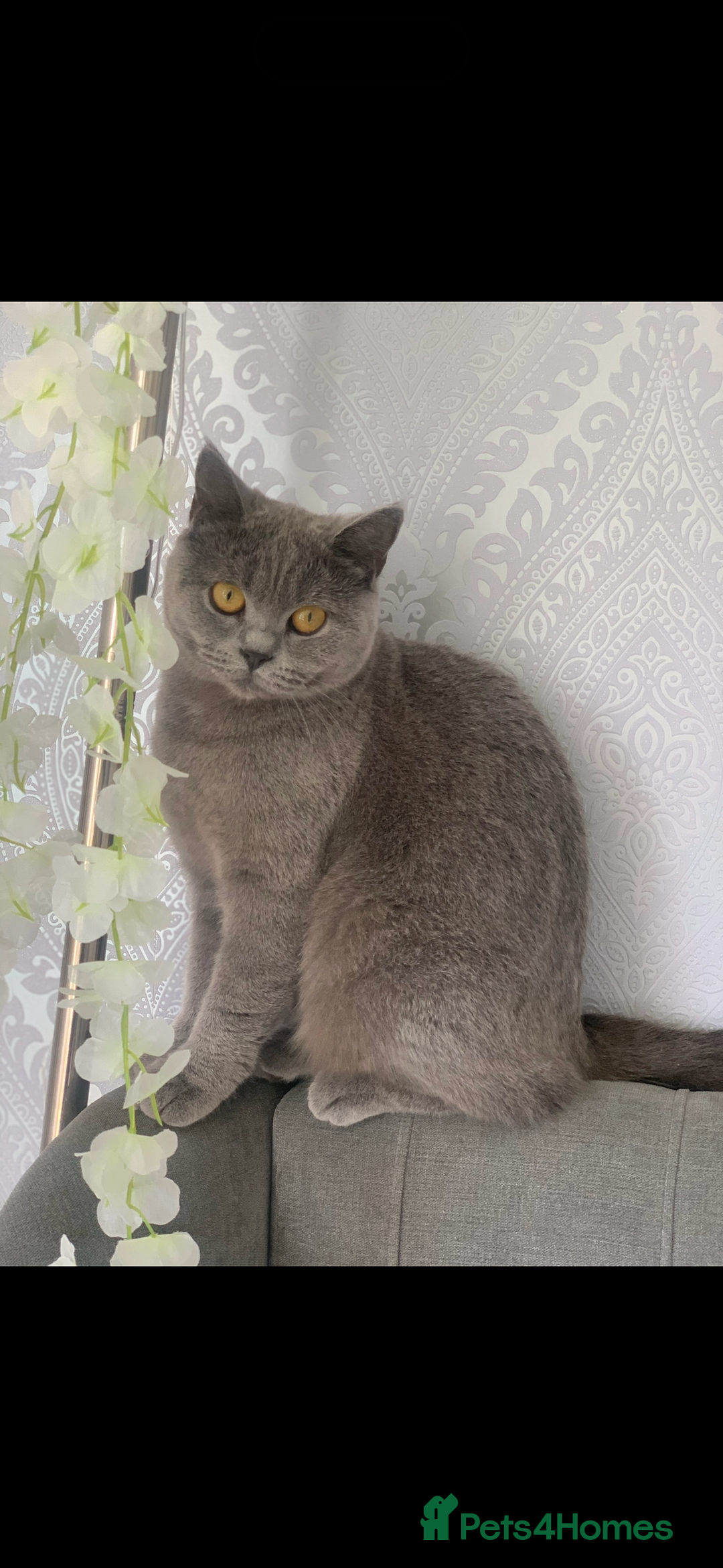 British Shorthair cats for sale: British shorthair  - Image 1