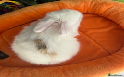 Mini Lop rabbits for sale: Pure Breed Mini lops  - Image 23