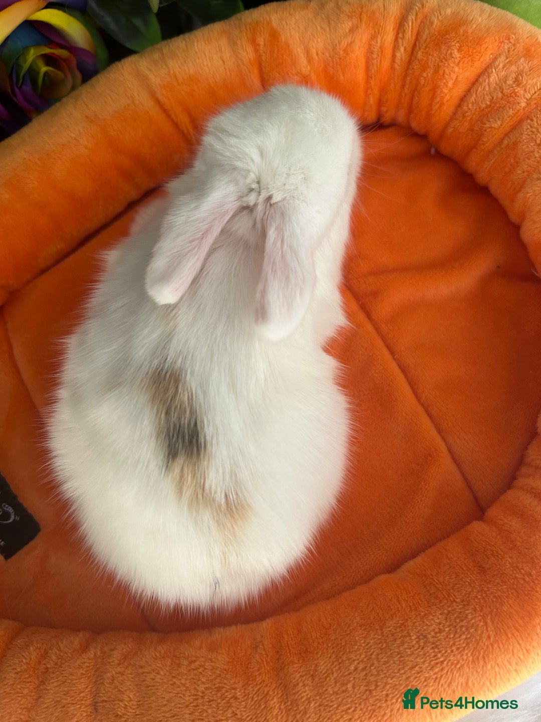 Mini Lop rabbits for sale: Pure Breed Mini lops  - Image 23