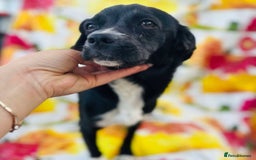 Mixed Breed dogs for adoption: Adorable Anastasia - Image 2