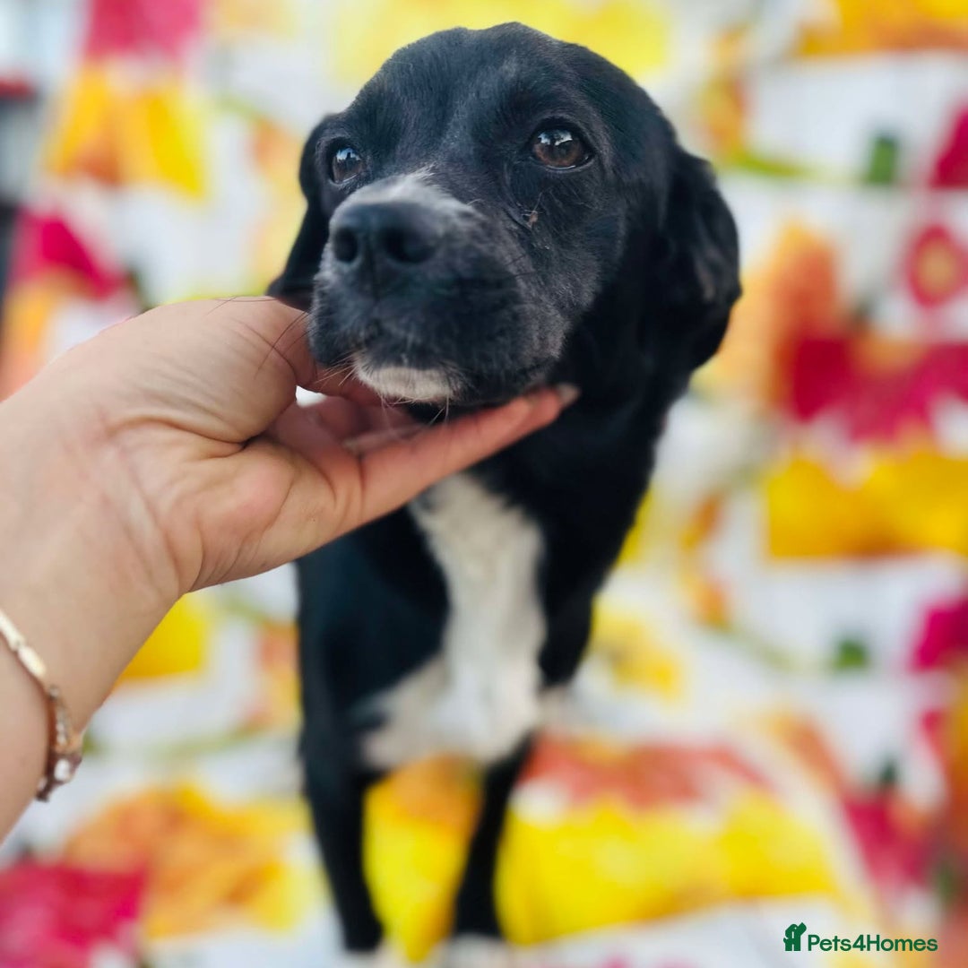 Mixed Breed dogs for adoption: Adorable Anastasia - Image 2