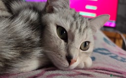 British Shorthair cats for stud: Pretty BSH looking for STUD - Image 3
