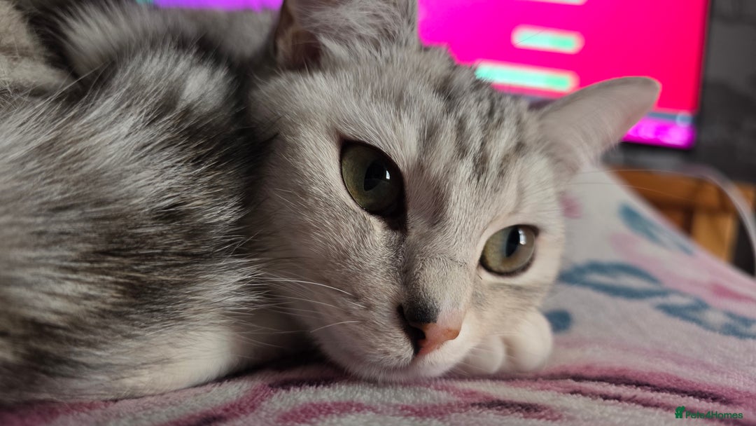 British Shorthair cats for stud: Pretty BSH looking for STUD - Image 3