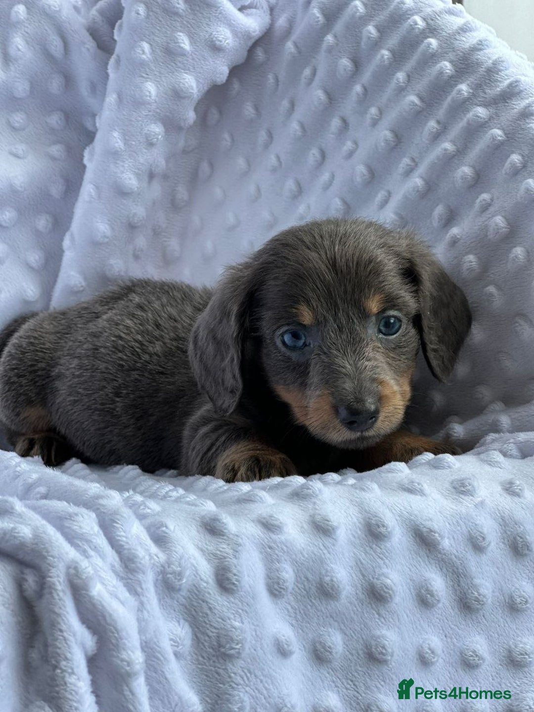 Miniature Dachshund dogs for sale: Beautiful Puppies - Advert 5