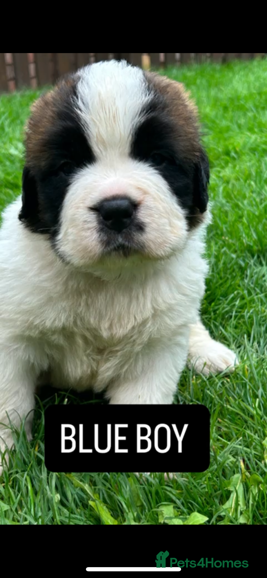 Saint Bernard dogs for sale: Stunning kc Saint Bernard puppies  - Image 24