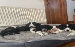 English Springer Spaniel dogs for sale: Beautiful English Springer Spaniels - Image 7