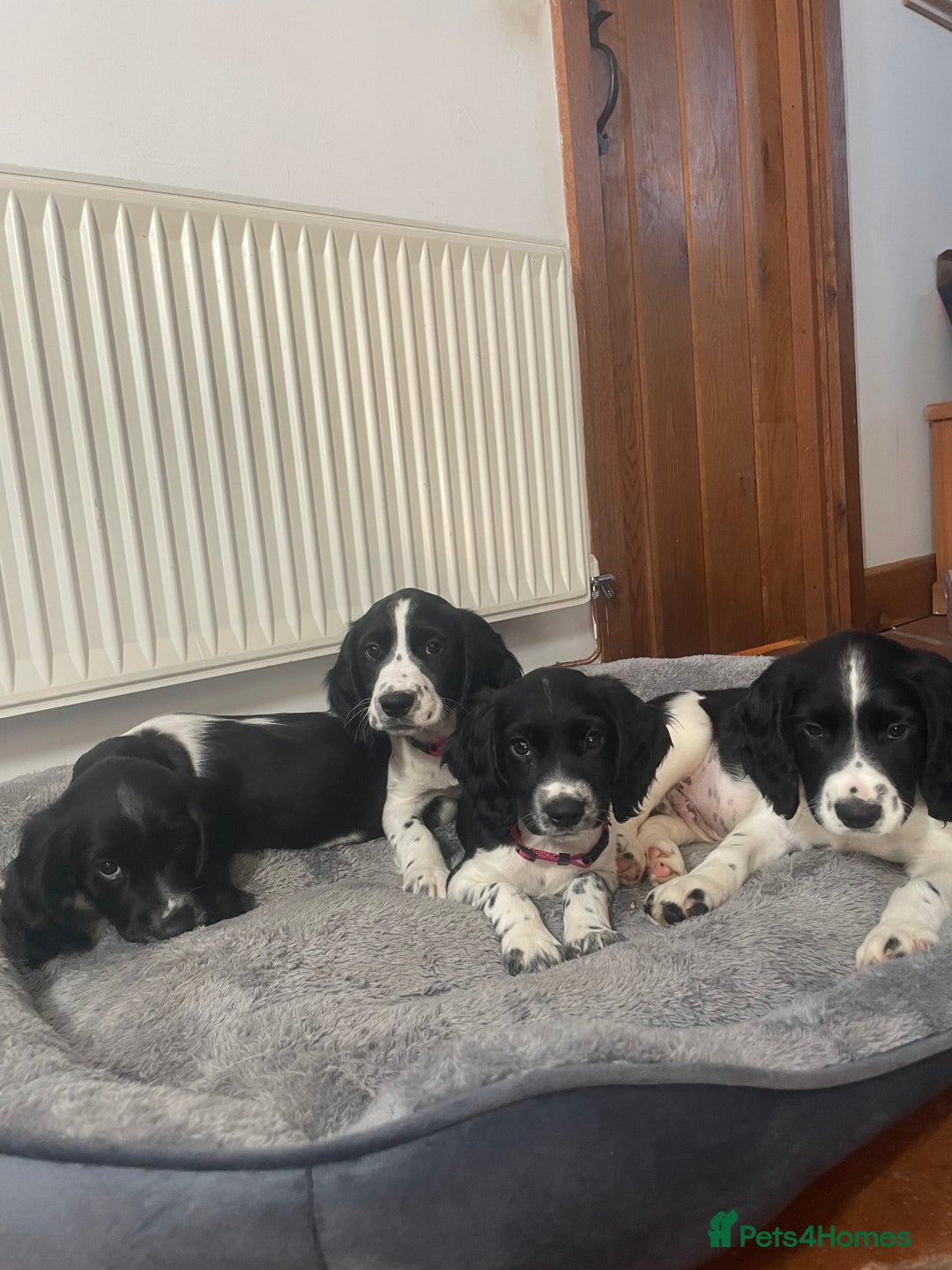 English Springer Spaniel dogs for sale: Beautiful English Springer Spaniels - Image 7
