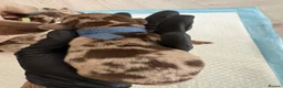 Miniature Dachshund dogs for sale: KC Miniature Dachshund Puppies | Champion Lines 🐾 - Advert 10