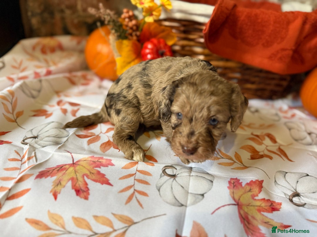 Cockapoo dogs for sale: F1 Cockapoos  - Image 14