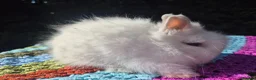 Angora rabbits for sale: 💓 STUNNING TEDDYDWERG BABIES- PARENTS IMPORTED 💙 - Advert 10