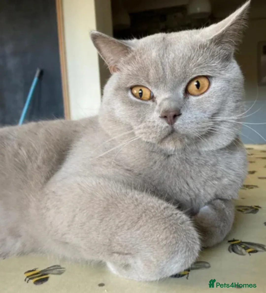 British Shorthair cats for sale: Liliac BSH male NEED GONE ASAP - Advert 2