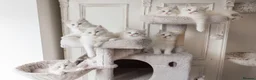 Ragdoll cats for sale: READY NOW Bicolour Lynx Ragdoll kittens - Advert 7
