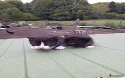 Aegean cats for sale: Agean x Kittens for sale - Image 13