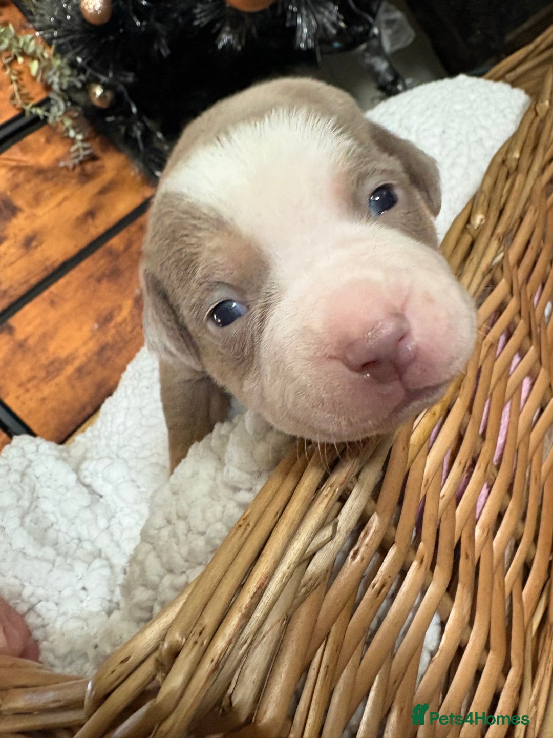 American Bully dogs for sale: Standard American bully’s lilac tri - Advert 2