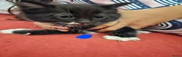 Mixed Breed cats for sale:  7 adorable kittens looking for their forever home - Advert 3