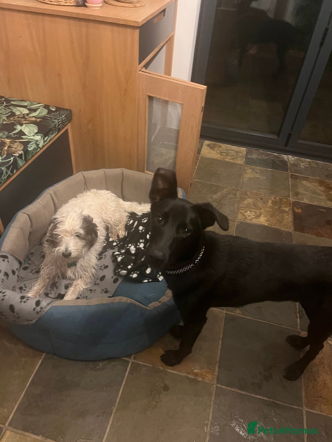 Mixed Breed dogs for sale: Moroccan Puppy  - Advert 13