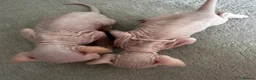 Sphynx cats for sale: Two male pink wrinkled Sphynx kittens  in Wirral - Advert 14