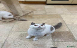 British Shorthair cats for sale: READY NOW - Lilac, BiColours & Colourpoint  - Image 23