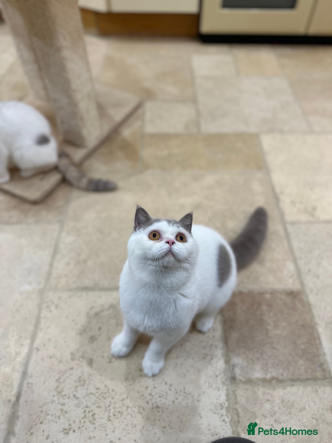 British Shorthair cats for sale: READY NOW - Lilac, BiColours & Colourpoint  - Image 23