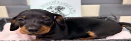 Miniature Dachshund dogs for sale: Outstanding quality Russian bloodline minis - Advert 20