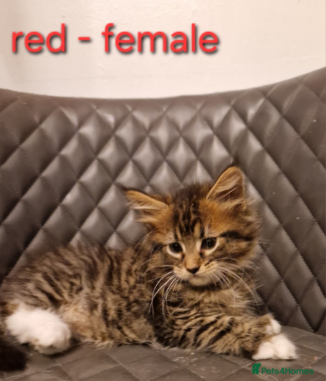 Maine Coon cats for sale: Sweet Maine Coon kittens - Advert 13