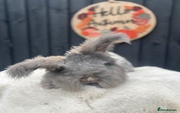 Angora rabbits for sale: Angora max faced bunny  - Image 9