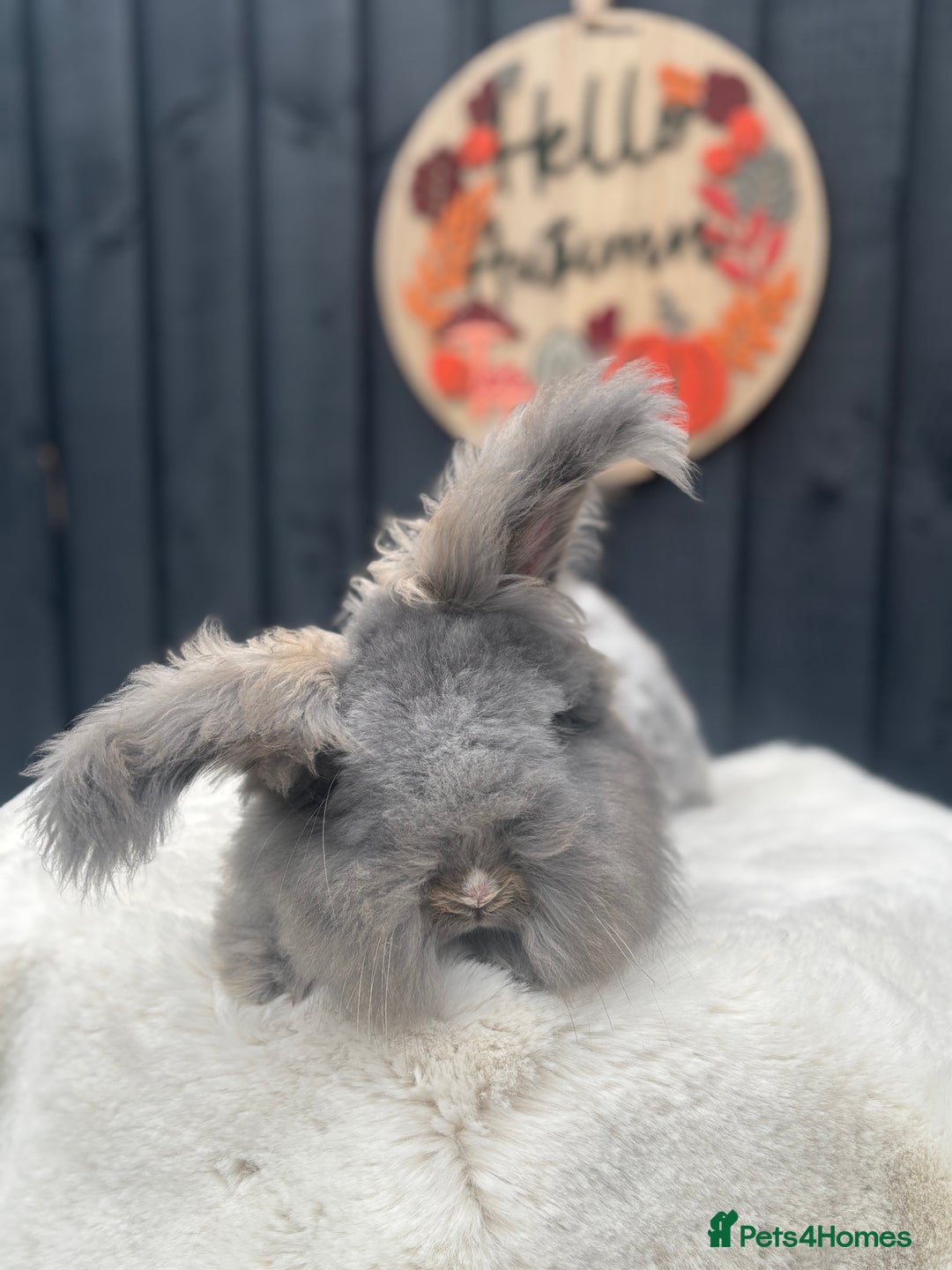 Angora rabbits for sale: Angora max faced bunny  - Image 9
