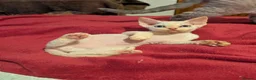 Devon Rex cats for sale: Crazy little gremlins!  in Bristol - Advert 4
