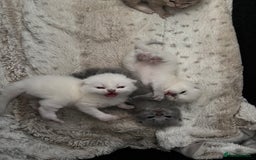 British Shorthair cats for sale: Beautiful British short hairs  - Image 19