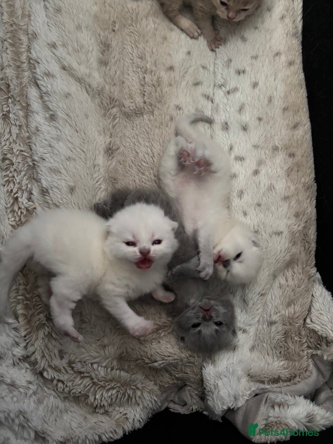 British Shorthair cats for sale: Beautiful British short hairs  - Image 19