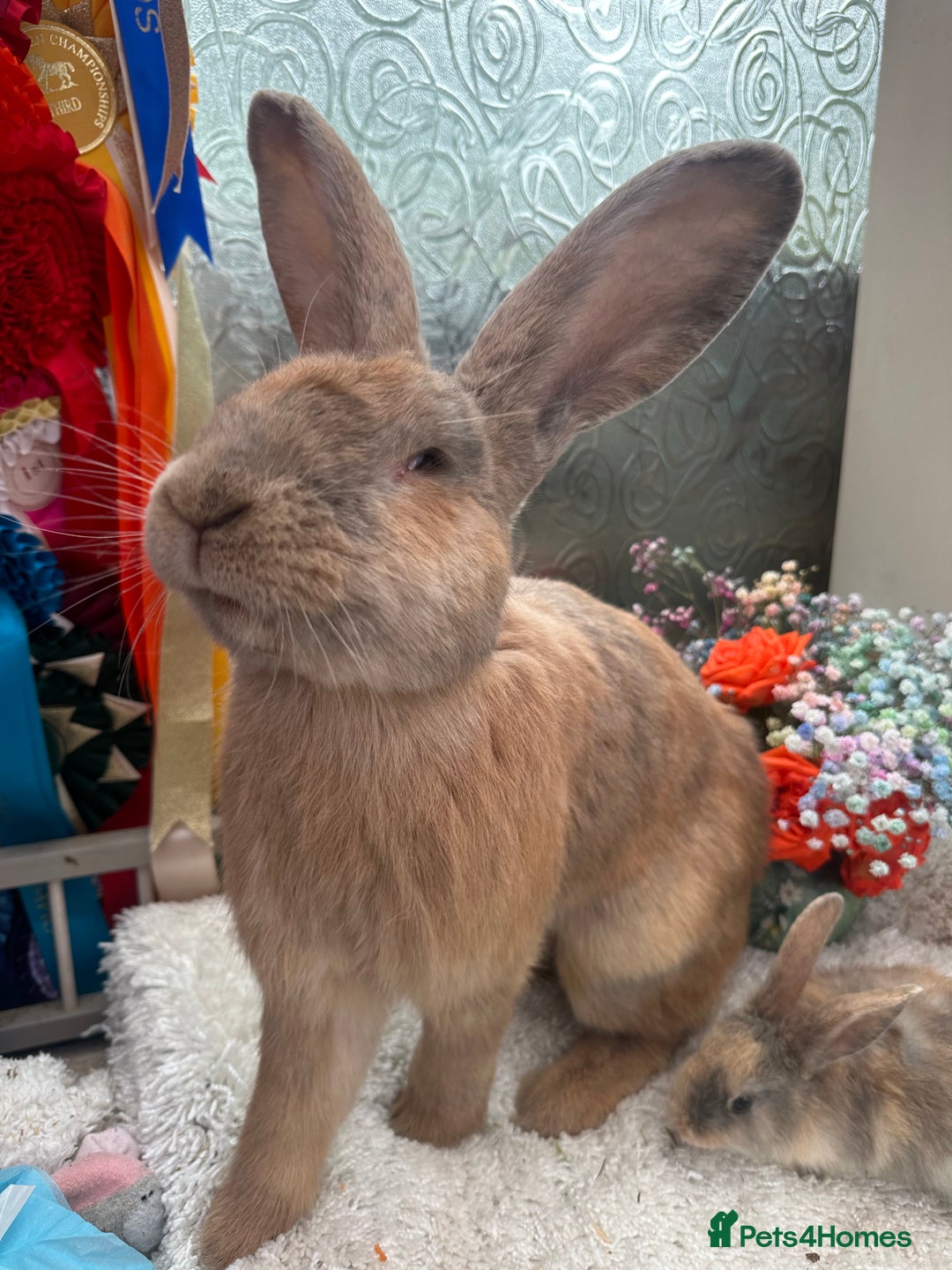Continental Giant rabbits for sale: Continental Giant baby Rabbits harlequin yellow  - Image 5
