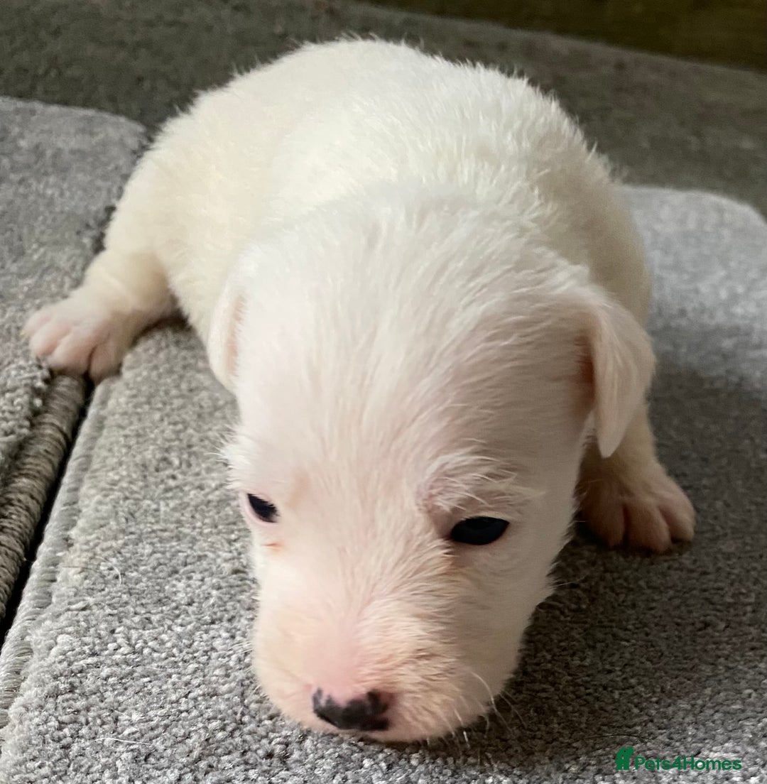 Jack Russell dogs for sale: 6 Jack Russell Puppies  - Advert 37