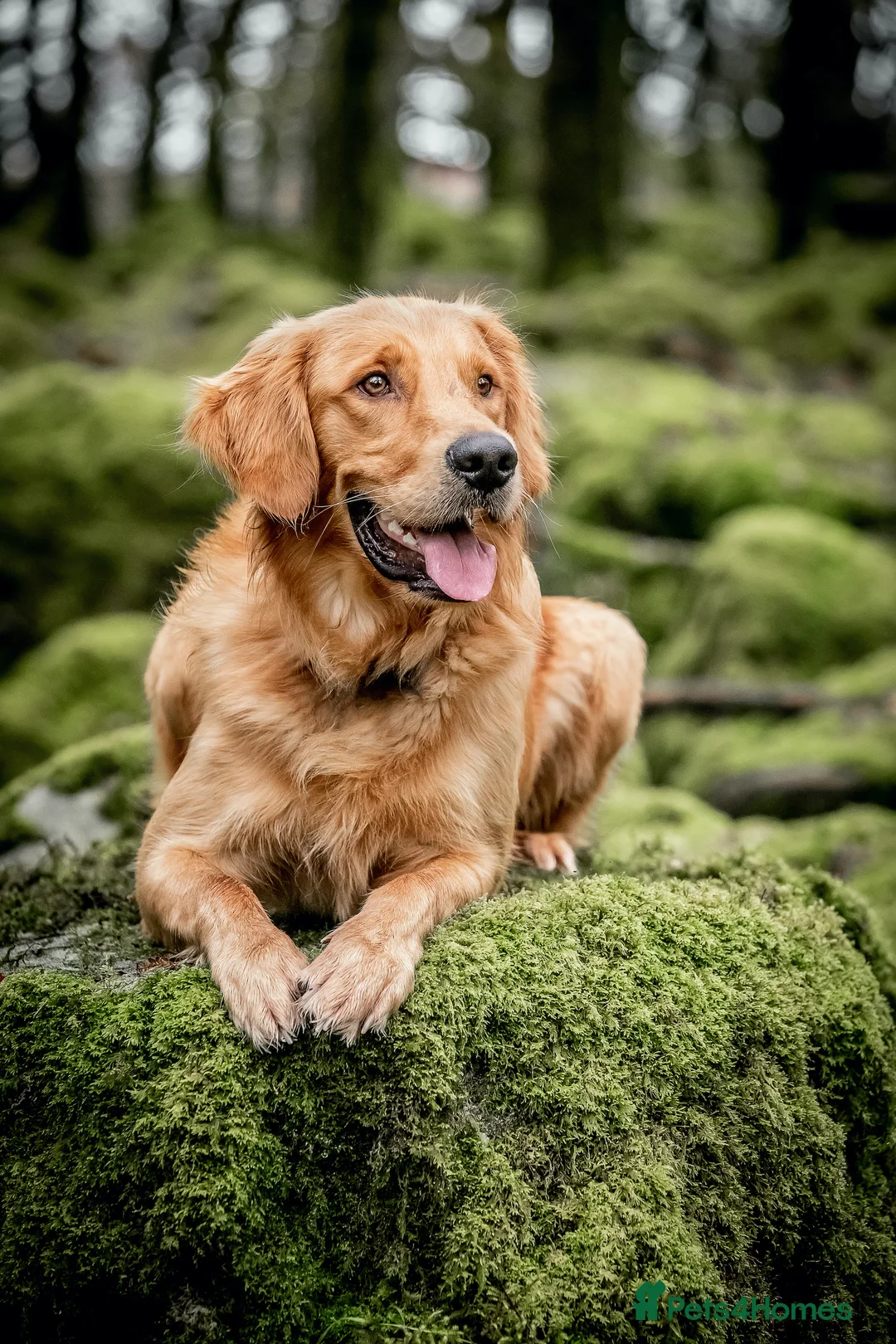 Golden Retriever dogs for stud: PROVEN & HEALTH TESTED Dark Red KC Retriever Stud - Advert 11